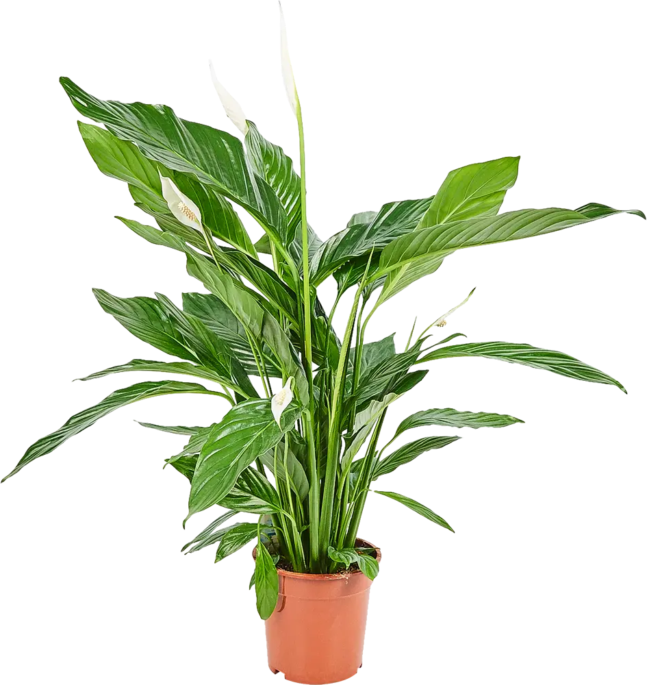 Santreyd Спатифиллум Свит Лауретта - изящное комнатное растение с белыми цветами 82399749