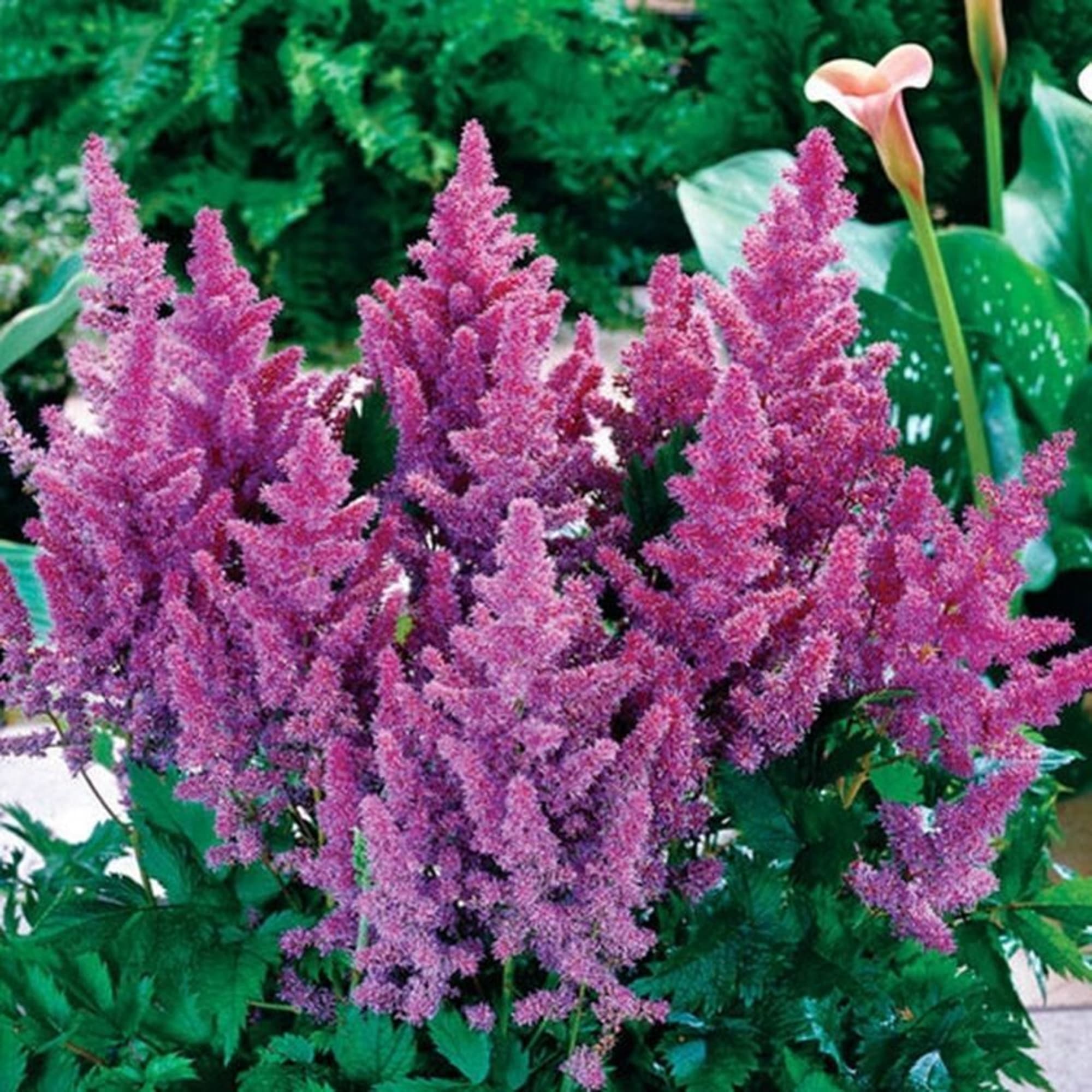 85324903 Астильба китайская Пумила ø11.5 h30 см Santreyd 