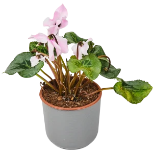 Santreyd Цикламен микс Премиум - многолетнее цветущее чудо для дома и сада 18438852