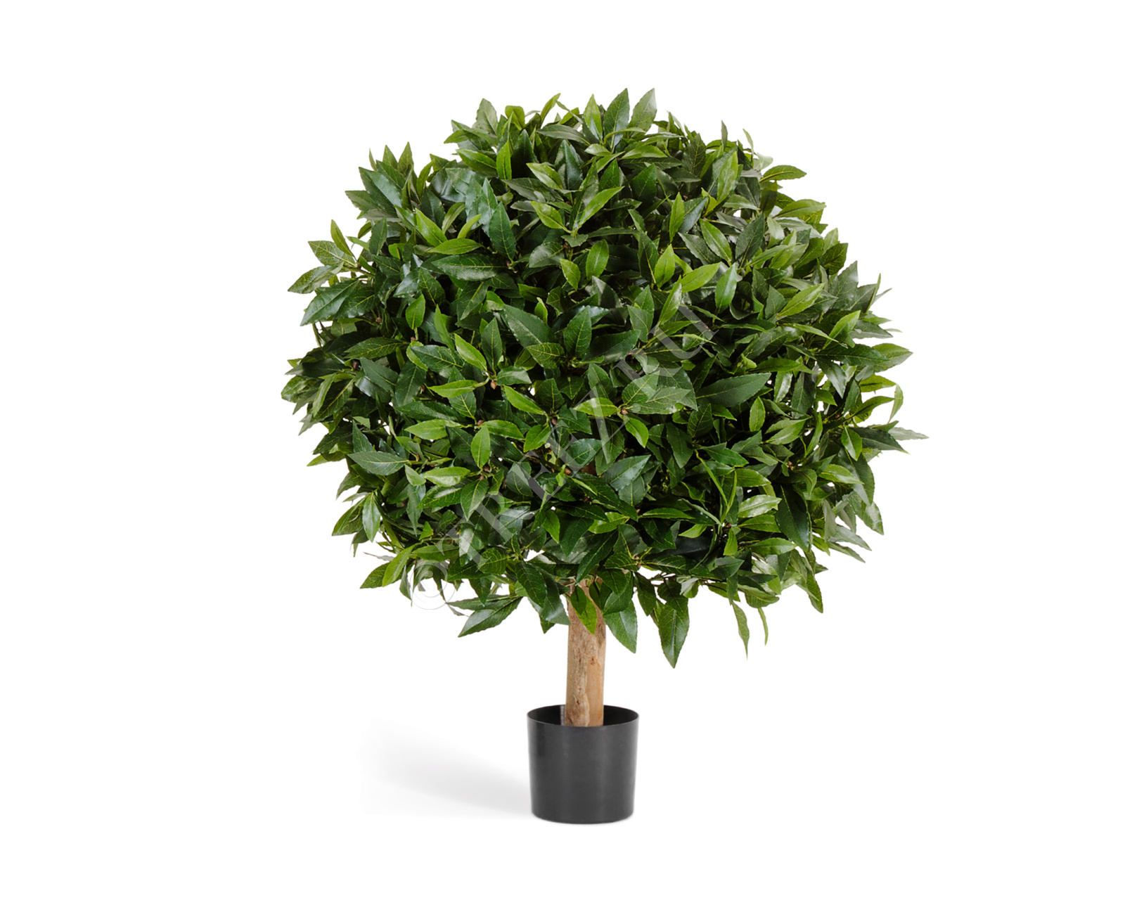 10.41202N Лавр круглый на низком стволе Цветочная коллекция 