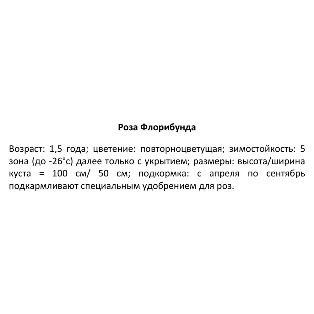 Роза Флорибунда Николо Паганини ø19 h55 см 84827509 STLM-2073460 PLANTMARKET  - Вид №2