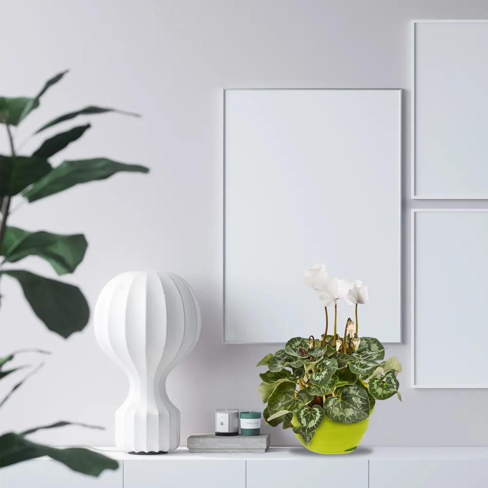 Цикламен микс Santreyd - изящное комнатное растение с мраморными листьями 82560405 STLM-0029938 - Вид №3