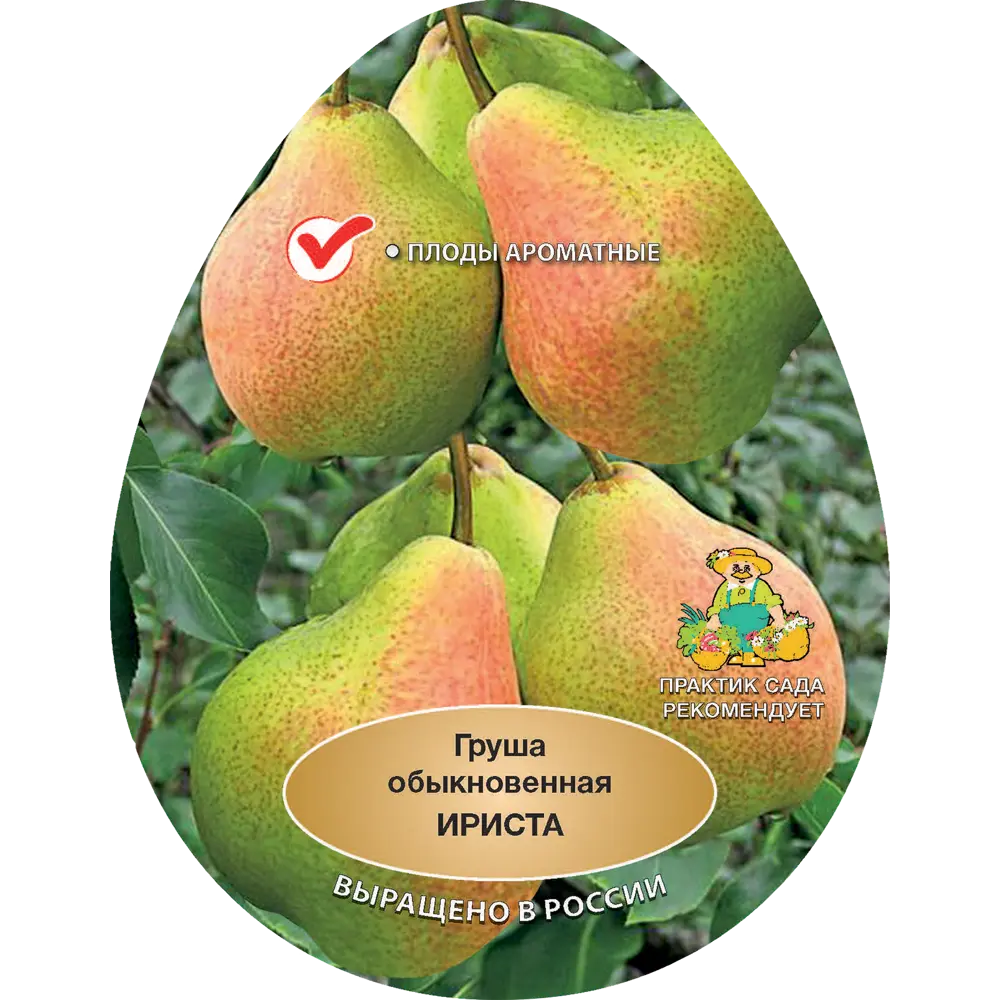 Груша обыкновенная Ириста h200 см Поиск Инвест 84399298 STLM-2084026 Santreyd 