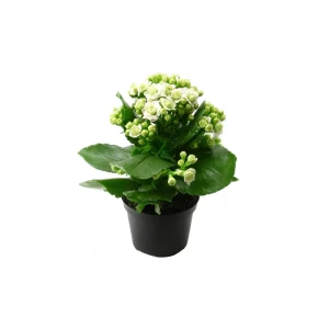 Каланхоэ Блоссфельда Santreyd - цветущий суккулент с лечебными свойствами 89394841