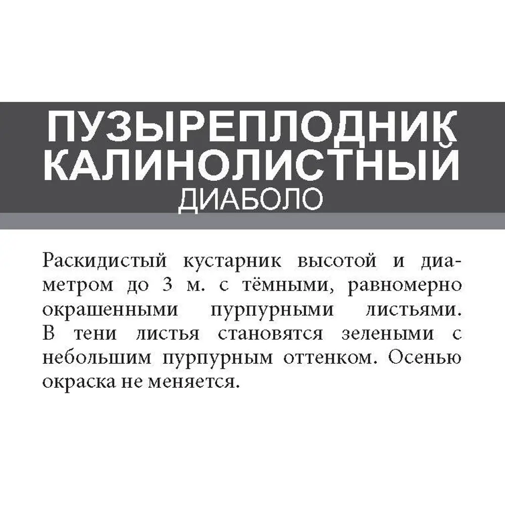 Пузыреплодник Диабло ø15 h35 см 85670445 STLM-2162386 Santreyd  - Вид №3