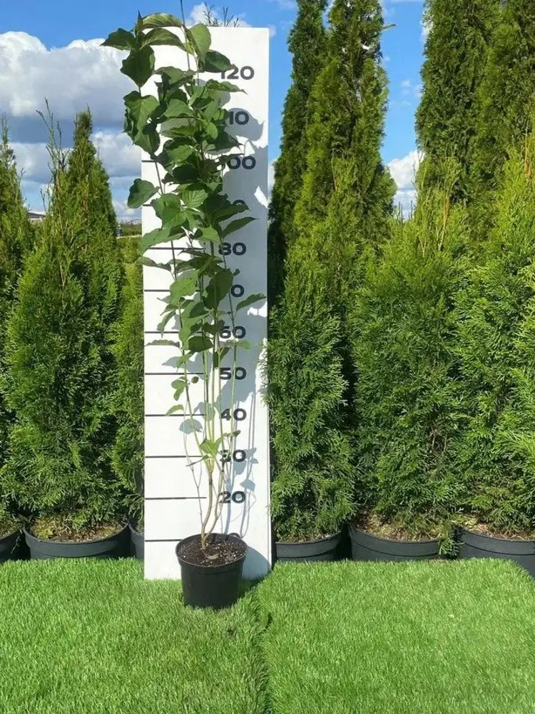 Santreyd Дерен Блю Клауд - декоративный кустарник с голубыми ягодами 89355321