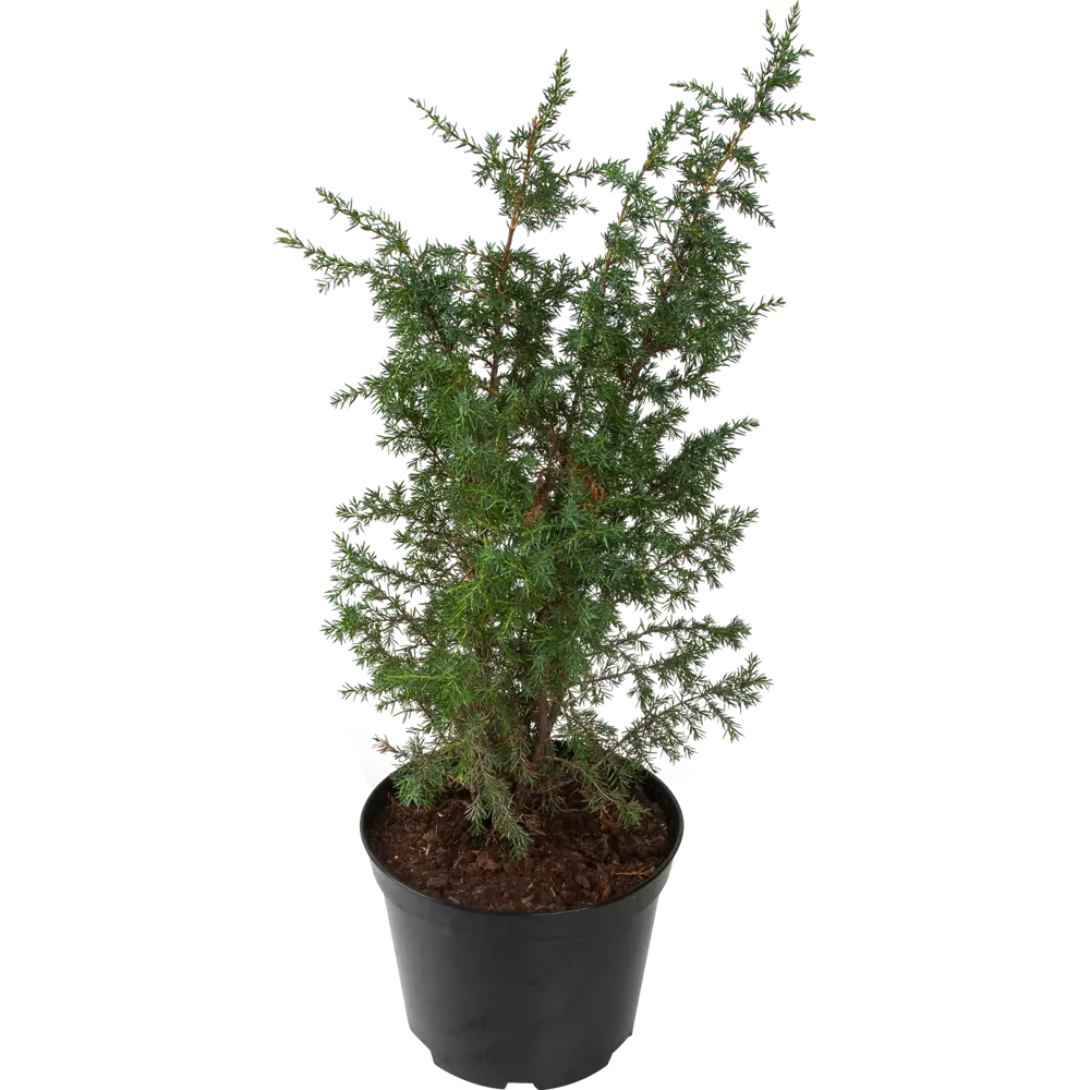 Можжевельник обыкновенный 22x80 см ГАВРИШ STLM-2135403