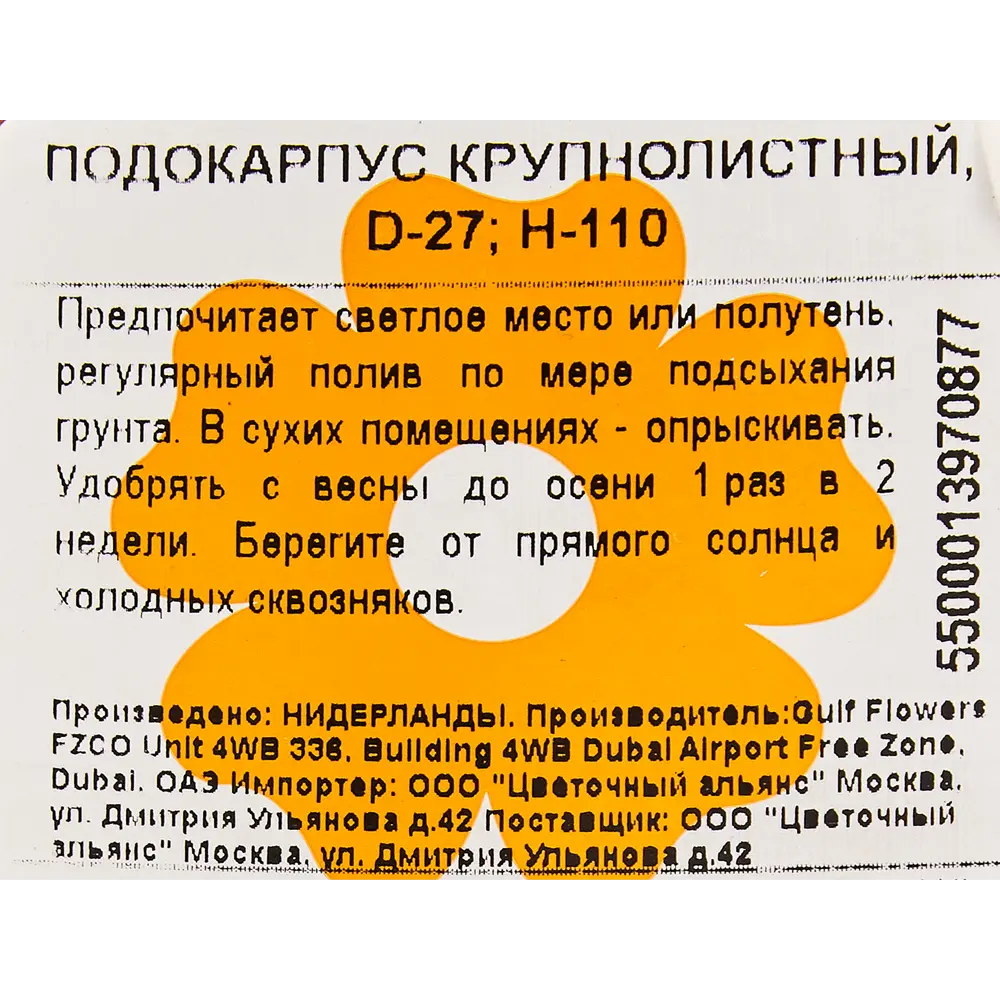 Подокарпус крупнолистый 27x110 см 82849697 STLM-2020397 Santreyd  - Вид №2