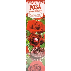 Роза чайно-гибридная «Чёрная магия» в коробке 82155323 STLM-2198512