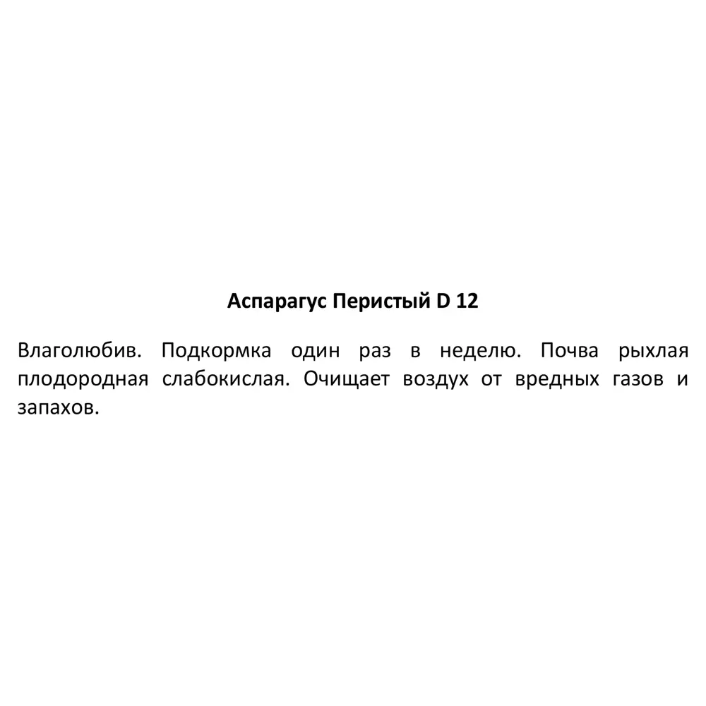 Santreyd Аспарагус перистый — изящный комнатный полукустарник 89338368 STLM-0955811 - Вид №3
