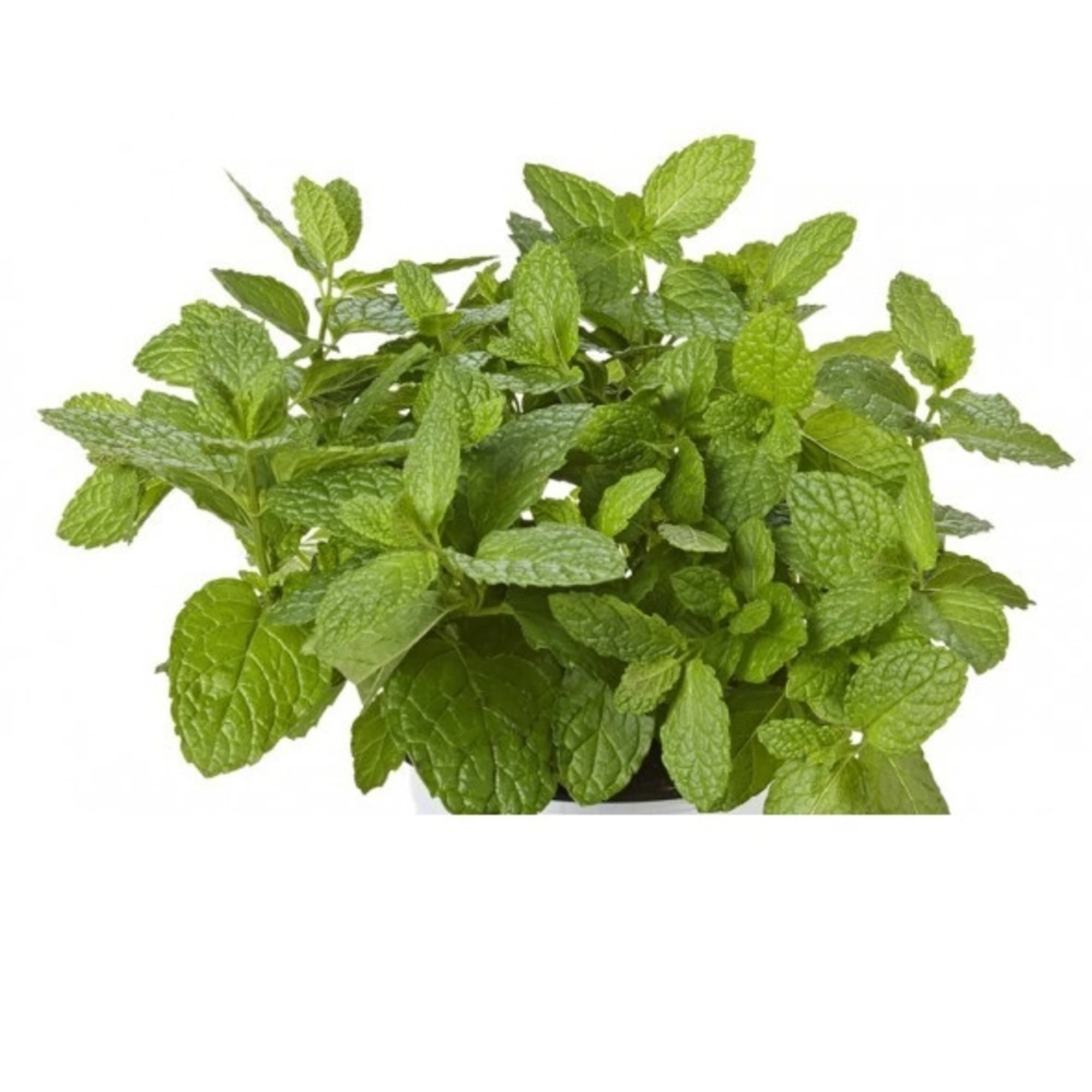 85326940 Мята Касабланка ø15 h20 см Santreyd 