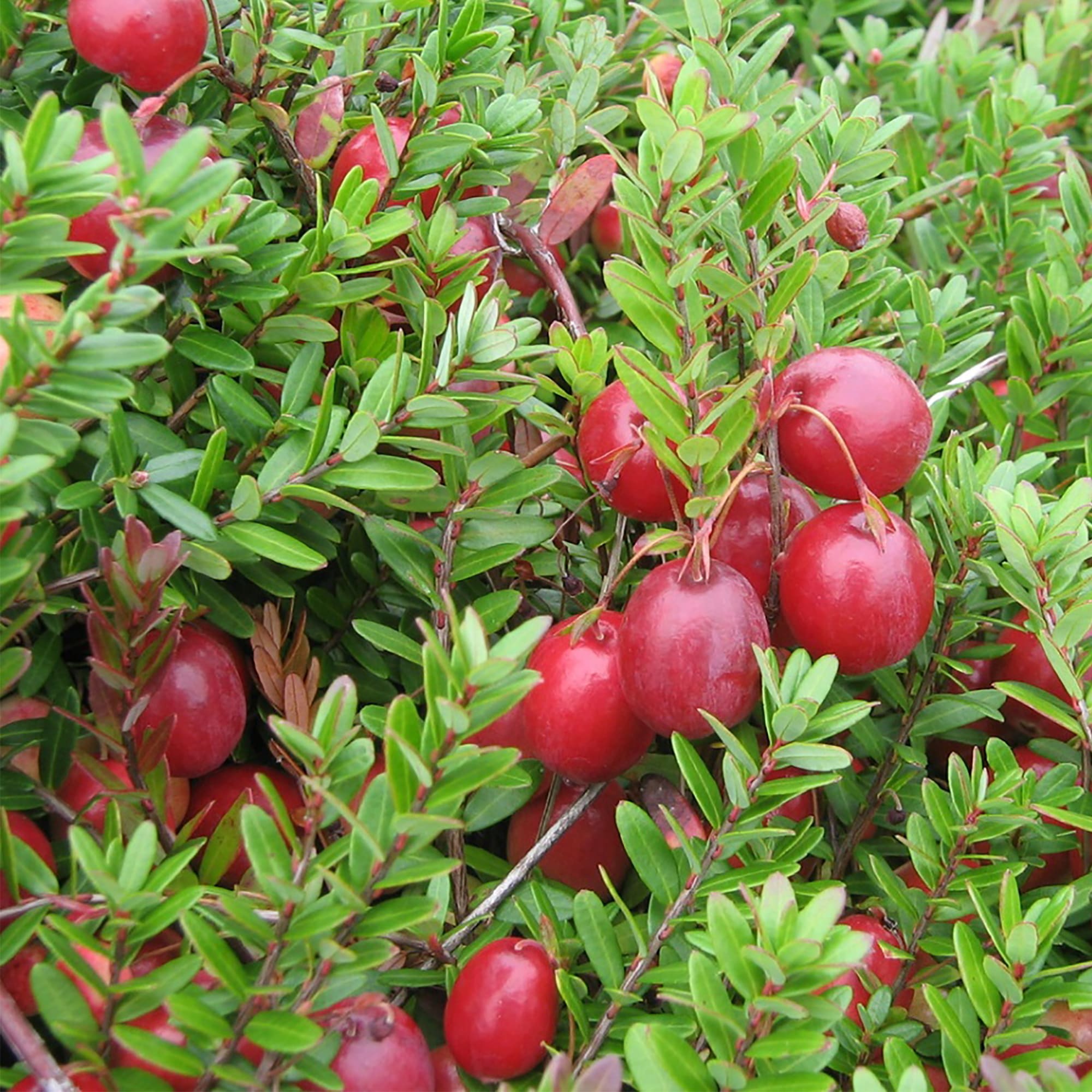 18321355 Клюква крупноплодная С1, 30 см Santreyd  - Вид №2