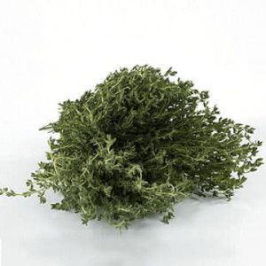 Чабрец (тимьян)