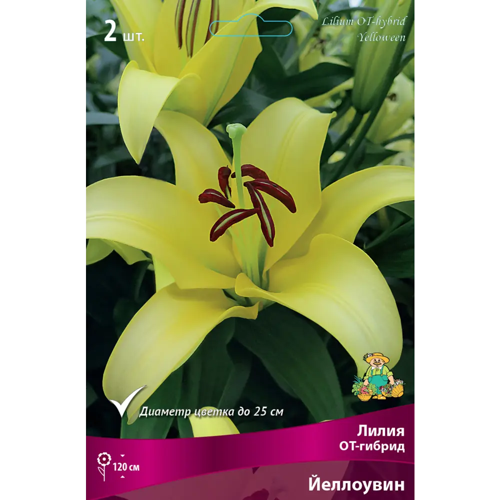 Лилия ОТ-гибрид «Йеллоувин», высота 50 см, 1 шт. 82000186 STLM-2003472 Santreyd 