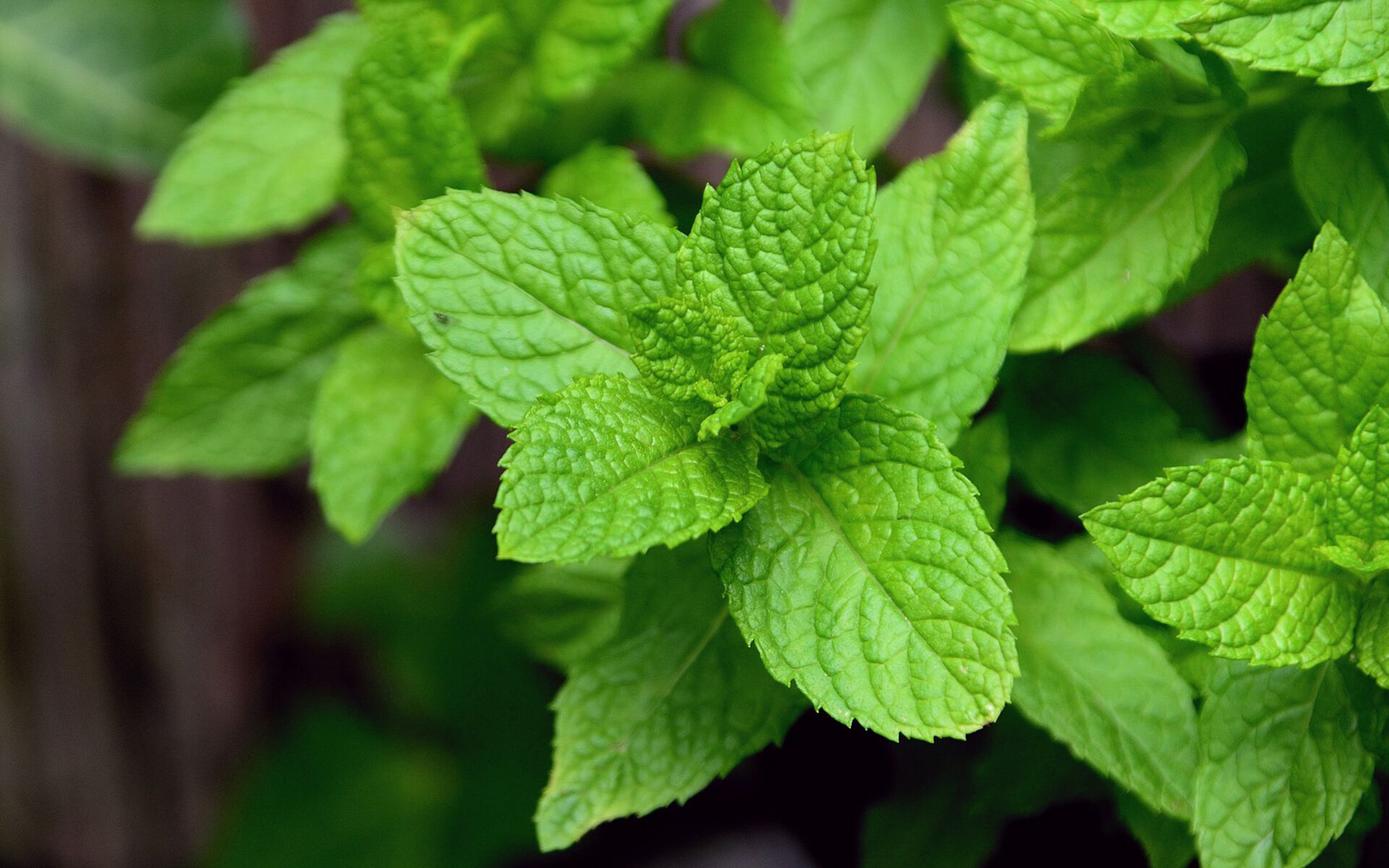 Набор для спа-ароматерапии Aquademy AROMATERAPIA IN ACQUA ARCH-00083585 - Вид №12