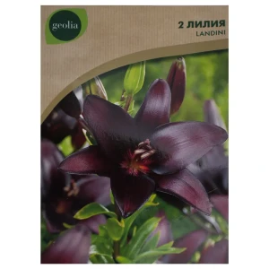 Лилия Landini Geolia, 12/14