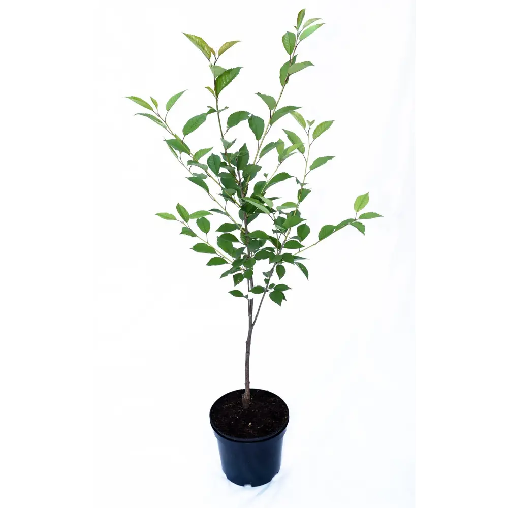 Черешня Ленинградская черная пакет 89465456 STLM-2123082 PLANTMARKET  - Вид №1