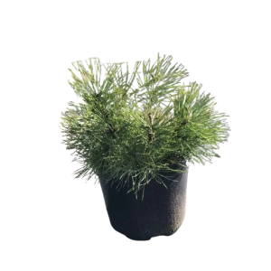 Сосна горная Пумилио ø15 h35 см