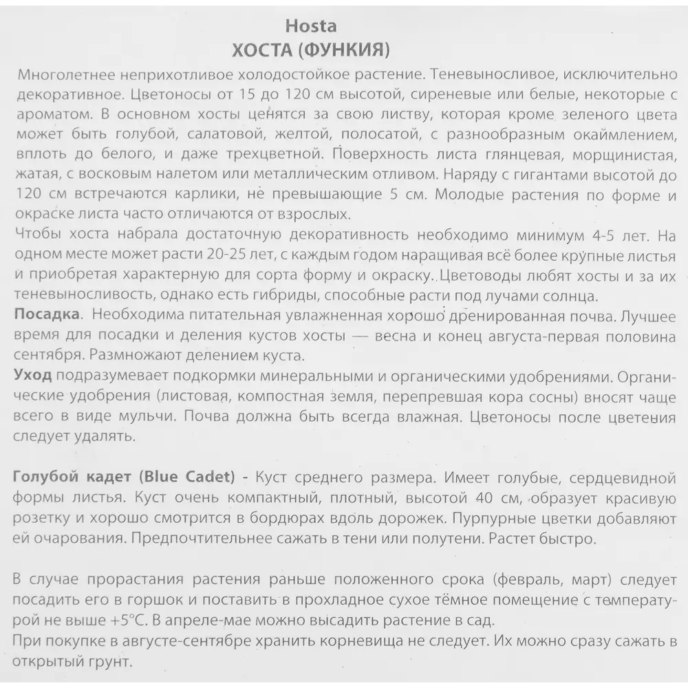 Хоста Блу Кадет ПОИСК - многолетник для тенистого сада 85205447 STLM-1473239 - Вид №2