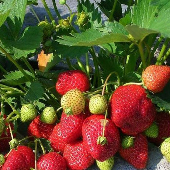 Ремонтантная земляника Королева Елизавета от Santreyd - многократное плодоношение 81954888 STLM-0015215 - Вид №1