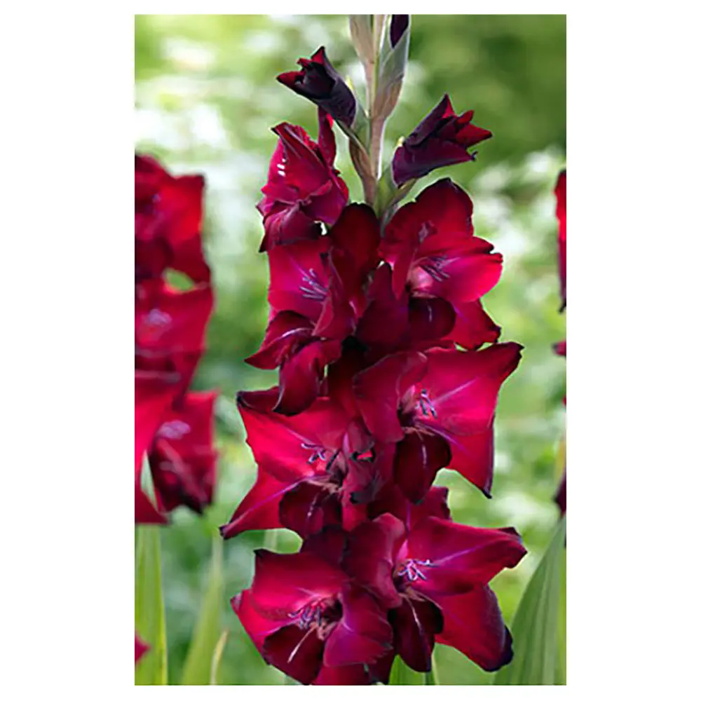 Гладиолус «Tavira», 12х14 см GEOLIA STLM-2104248