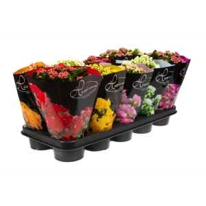 Каланхоэ Happiness Deluxe микс от Santreyd - цветущий суккулент для интерьера 89388939