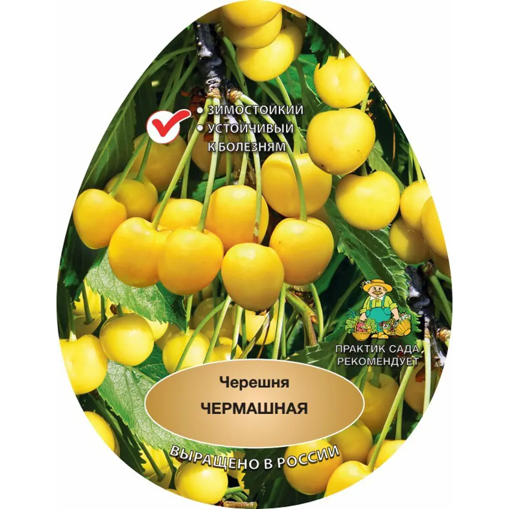 Черешня Чермашная h220 см 83791260 STLM-2114768 Santreyd  - Вид №1
