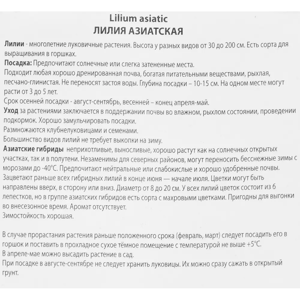 ПОИСК Лилия Блэк Лист - бордовый шедевр с темным центром 85205814 STLM-0955136 - Вид №2