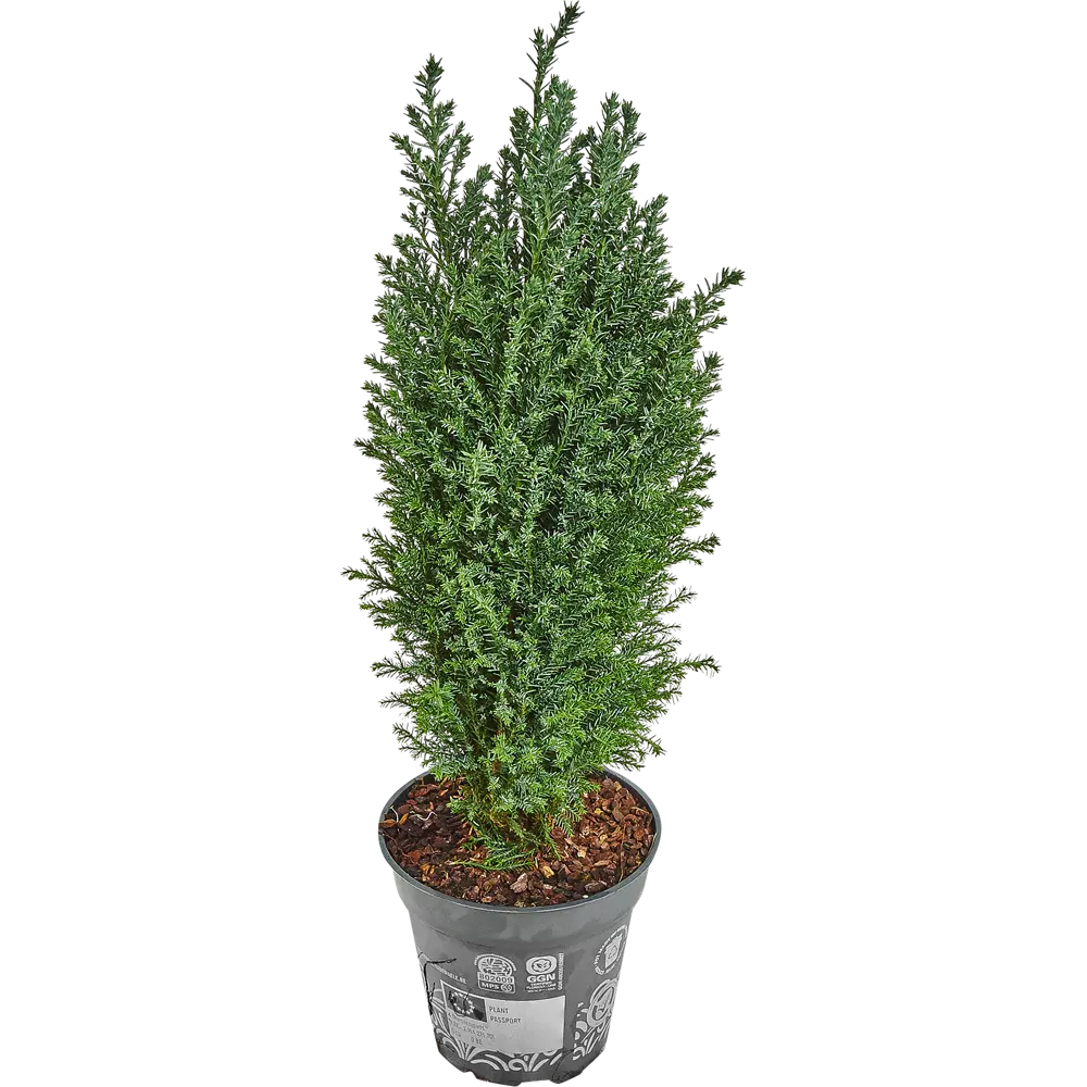 Кипарисовик в джуте с игрушкой 13x50-55 см 3 цвета 82769609 STLM-2205348 Santreyd  - Вид №1