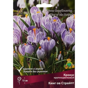 Крокус крупноцветковый Кинг ов страйпт луковица 8/9, 10 шт. 88294623 STLM-2209278