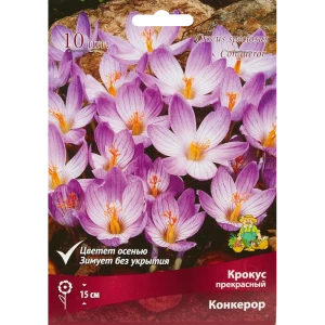 Крокус прекрасный Конкерор луковица 5/7, 10 шт. 88294630 STLM-2088343