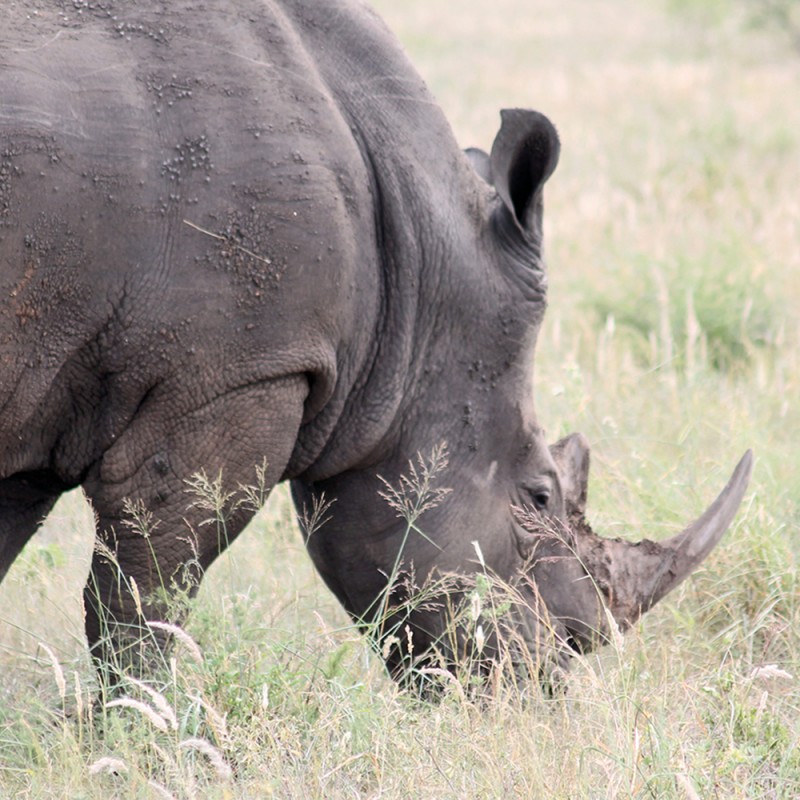 1294/CX38 Картина 0120 Adriani e Rossi 