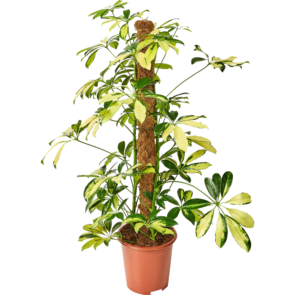 Шеффлера Тринити 17x80 см 82877357 STLM-2045831 Santreyd 