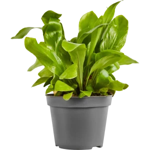 Santreyd Асплениум Нидус — элегантный папоротник для интерьера 89352935