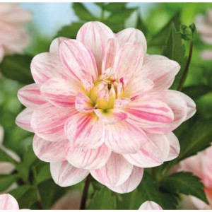 83760965 Георгина Бонеста луковица II