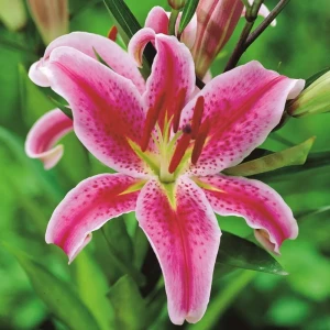 Лилия «Mero Star», 14х16 см
