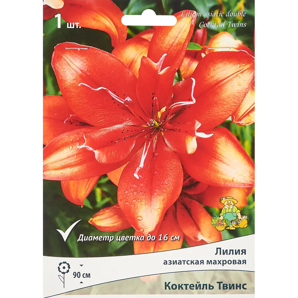 ПОИСК Лилия азиатская махровая Коктейль Твинс - розовые цветы для сада 86410091 STLM-0955334