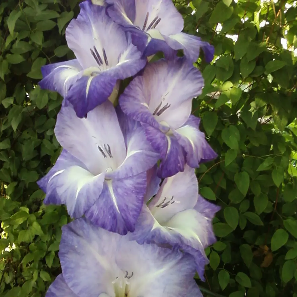 Гладиолус «Blue Tropic», 10х12 см 13064249 STLM-2055910 GEOLIA 