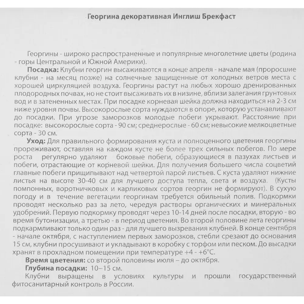 Георгина Инглиш Брекфаст 1 шт. 83628429 STLM-2088498 BLOOMING LIFE  - Вид №3