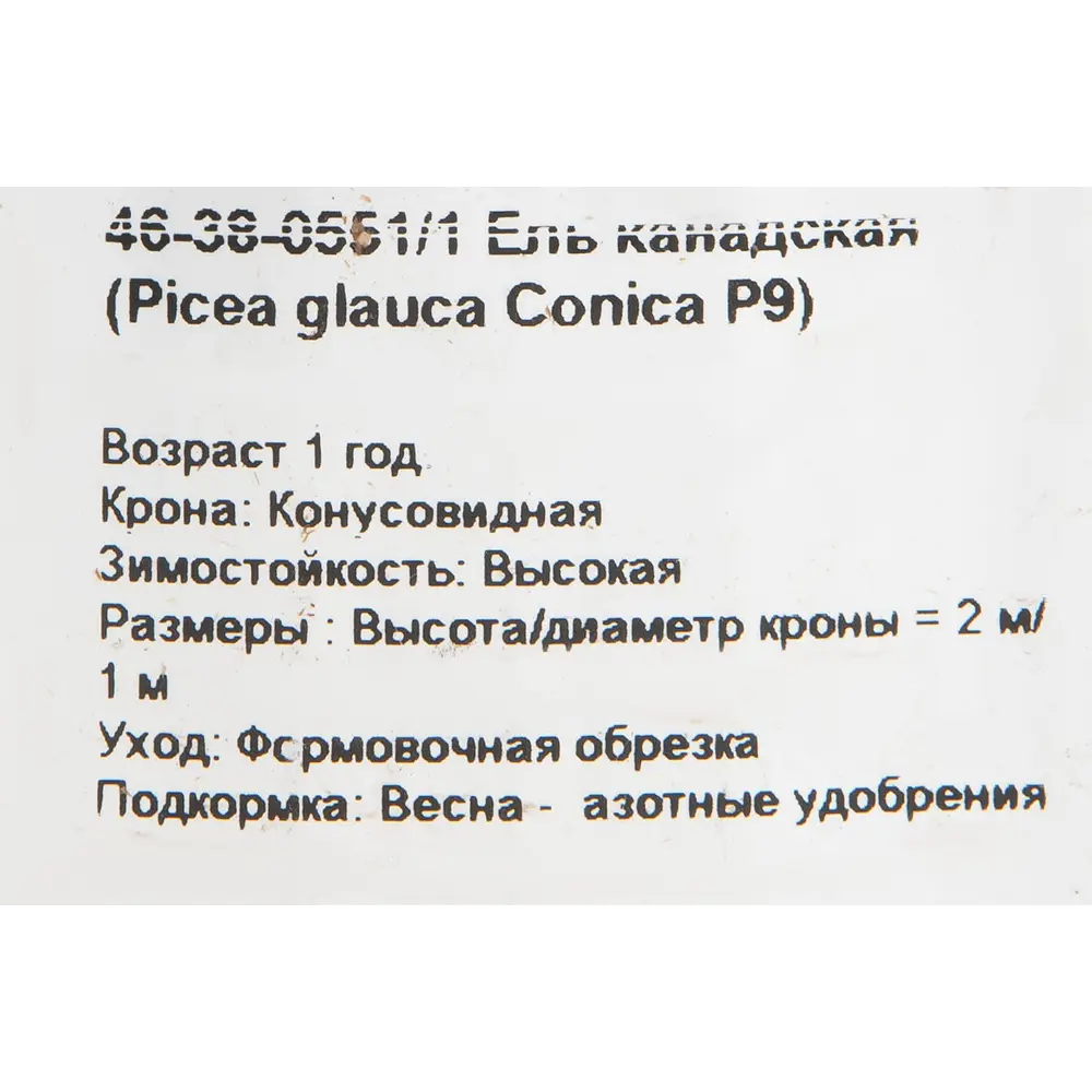 Ель сизая канадская «Коника» 9x15 см Santreyd STLM-2056833 - Вид №1