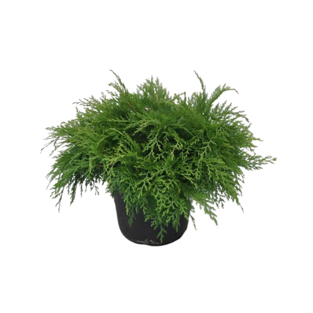 Микробиота перекрестнопарная ø15 h45 см PLANTMARKET STLM-2129834