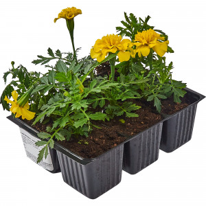 83248309 Рассада Тагетес мелкоцветковый h15 см, 6 шт.