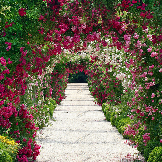 B1-012 Фотообои DIVINO Collection B 2.7х2 м B1012