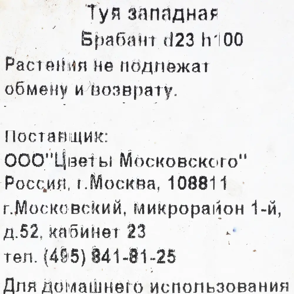 Туя западная «Брабант» 3 л h100 см 82219052 STLM-2205825 Santreyd  - Вид №2