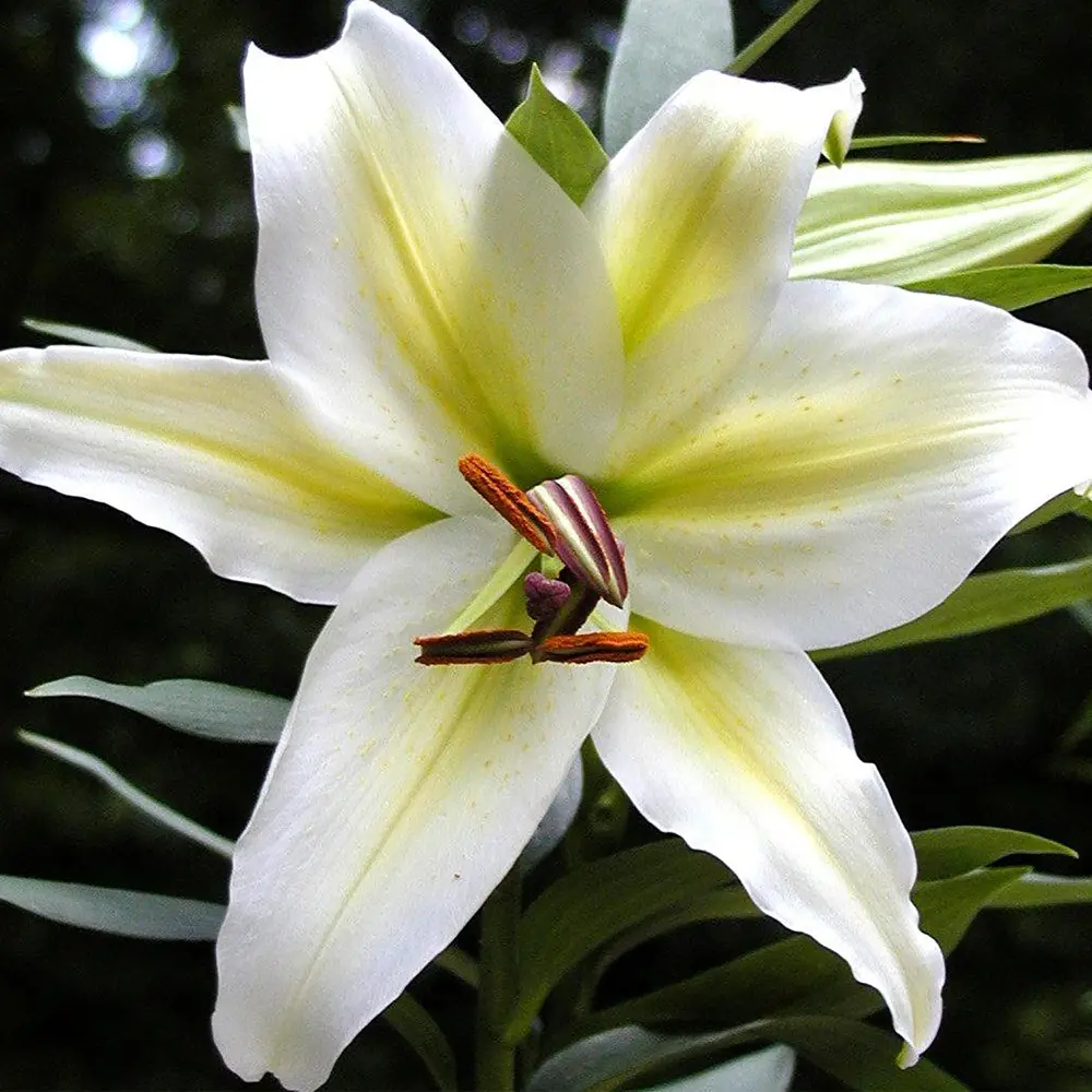 Лилия «Pompei», 14х16 см GEOLIA STLM-2073033