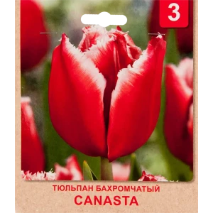 Тюльпан бахромчатый «Canasta» размер луковицы 10/11, 3 шт. 82365339 STLM-2119369