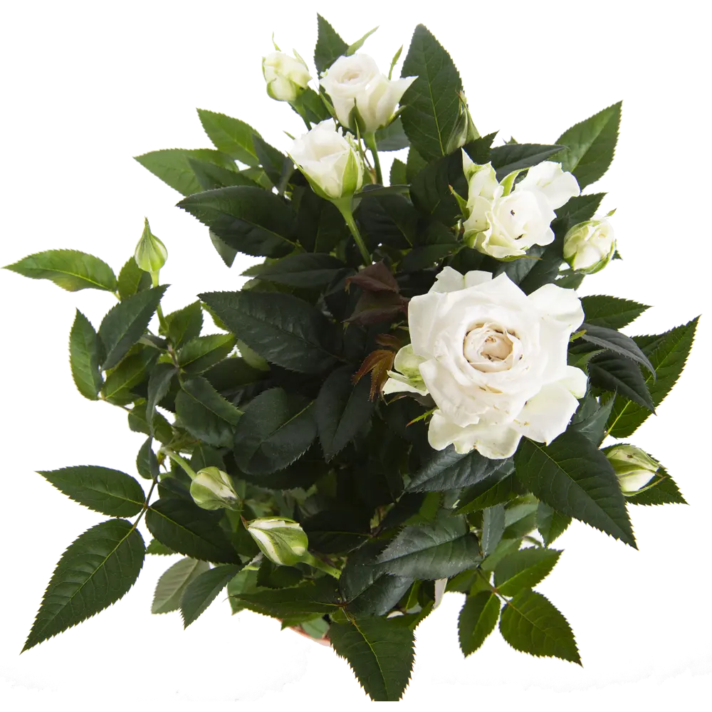 Роза «Бау Монде» микс 82046457 STLM-2084488 Santreyd  - Вид №1