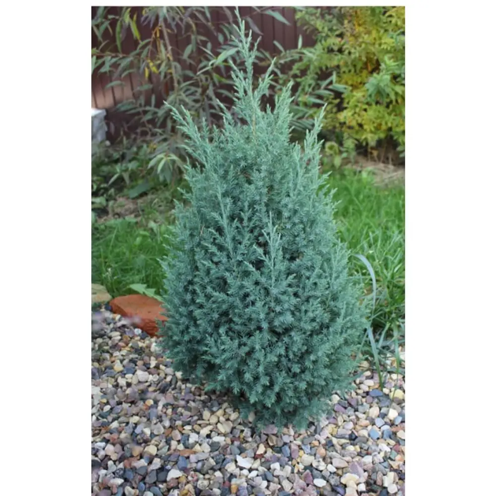 Santreyd Можжевельник Стрикта - голубовато-зеленый хвойный кустарник для ландшафтного дизайна 89363747 STLM-0956008