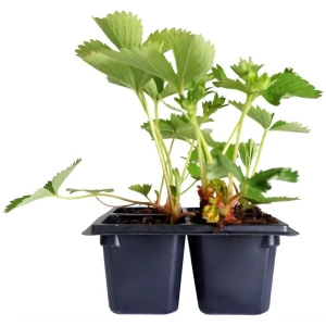 Земляника ремонтантная h13 см