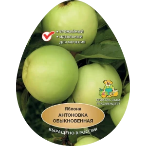 Яблоня Антоновка обыкновенная h200 см Поиск Инвест 84399290 STLM-2126051